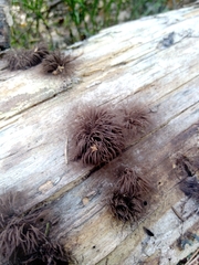 Stemonitis splendens