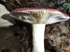 Russula atropurpurea