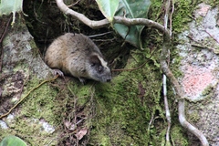 Isothrix bistriata