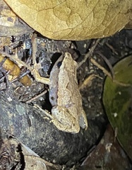 Hamptophryne boliviana