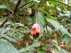 Euonymus verrucosus