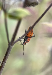 Corizus hyoscyami
