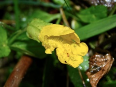 Erythranthe decora