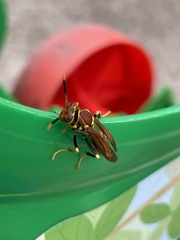 Polistes versicolor