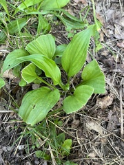 Hosta sieboldii