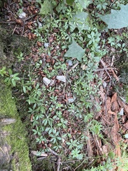 Galium triflorum