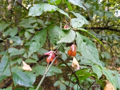 Euonymus verrucosus
