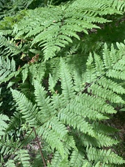 Pteridium aquilinum image