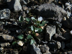 Cardamine bellidifolia