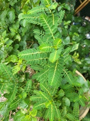 Phyllanthus urinaria