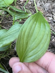 Hosta sieboldii