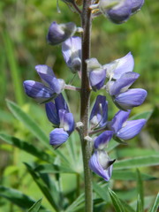 Lupinus sericeus