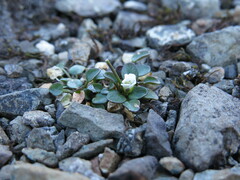 Cardamine bellidifolia