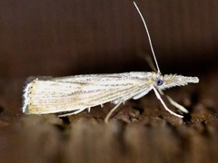 Agriphila vulgivagellus