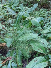 Lysichiton americanus