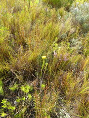 Lachnaea aurea