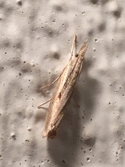 Agriphila geniculea