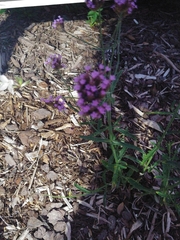 Verbena bonariensis