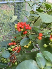 Ilex vomitoria