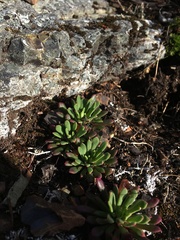 Lewisia columbiana