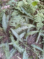 Struthiopteris spicant