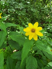 Helianthus decapetalus