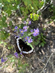Limenitis weidemeyerii
