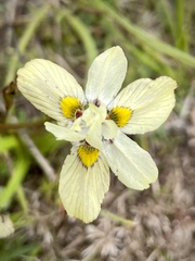 Moraea gawleri