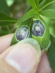 Asteromyia carbonifera