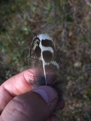 Dendragapus fuliginosus