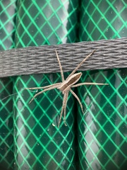 Pisaurina mira