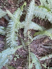 Struthiopteris spicant
