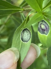 Asteromyia carbonifera