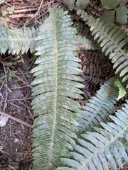 Struthiopteris spicant