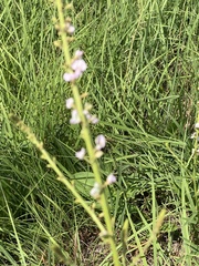 Desmodium illinoense