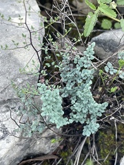 Argyrochosma microphylla