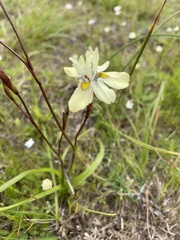 Moraea gawleri