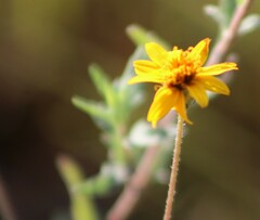 Wedelia hispida