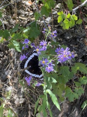 Limenitis weidemeyerii