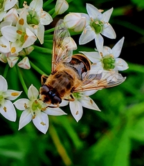 Eristalis tenax