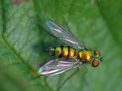 Condylostylus caudatus