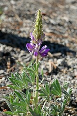 Lupinus lepidus
