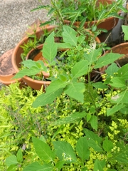 Solanum emulans