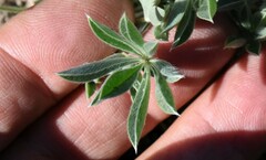 Lupinus lepidus