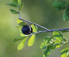 Diospyros texana