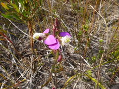 Polygala bracteolata
