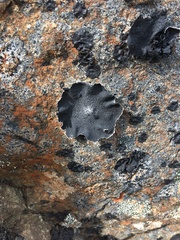 Umbilicaria