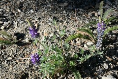 Lupinus lepidus