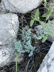 Argyrochosma microphylla