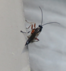 Itoplectis conquisitor